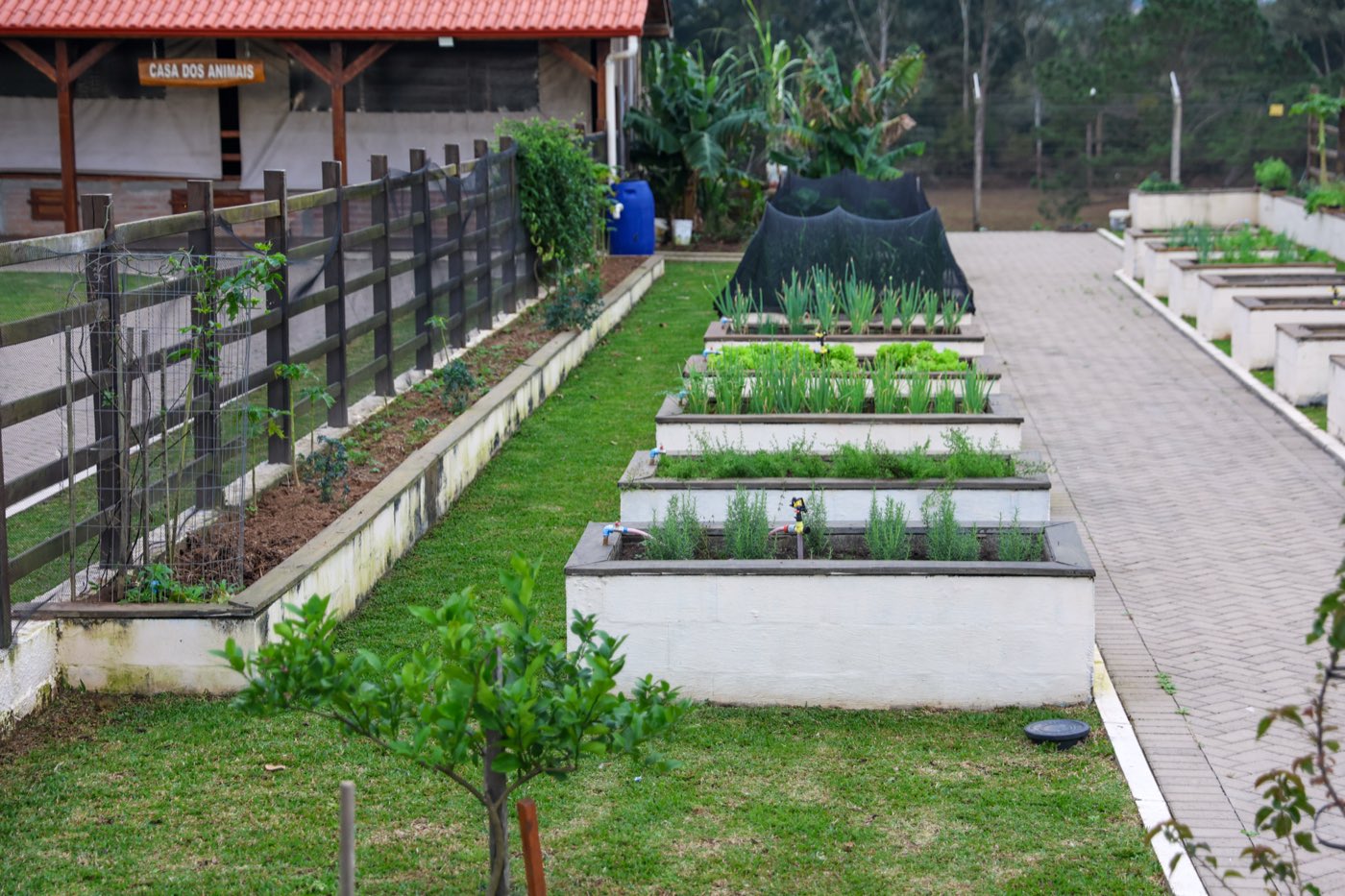 Horta Escolar